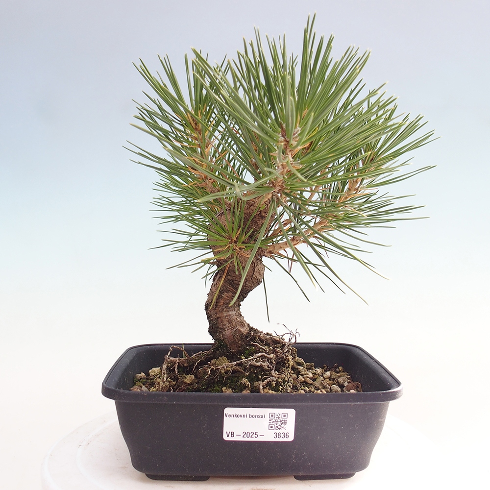Outdoor bonsai - Pinus thunbergii - sosna Thunberga