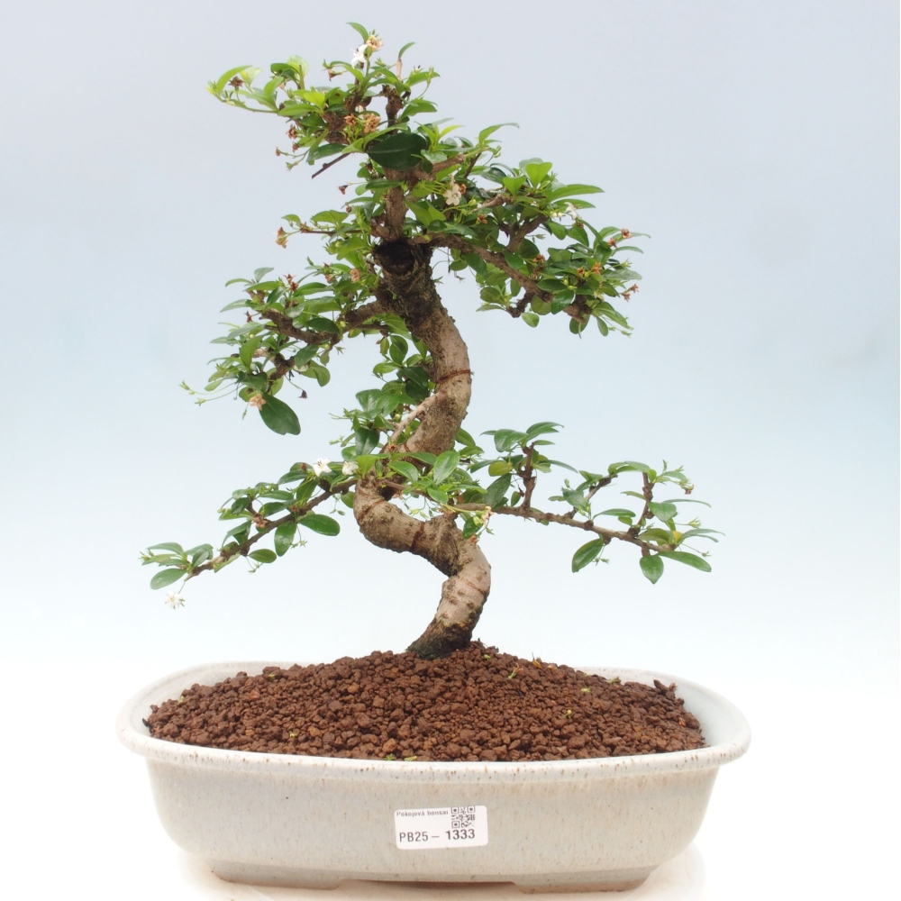 Pokój bonsai - Carmona macrophylla - Tea fuki