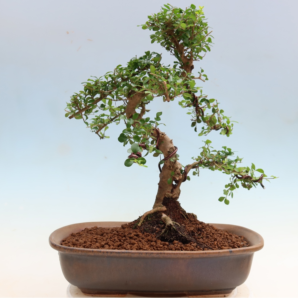 Pokój bonsai - Ligustrum retusa - dziób ptaka drobnolistnego