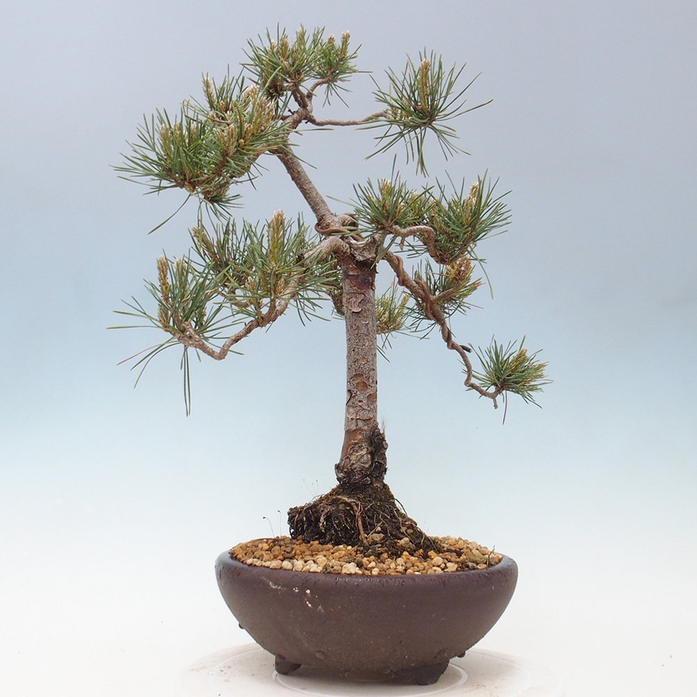 Outdoor bonsai - Pinus Sylvestris - sosna zwyczajna