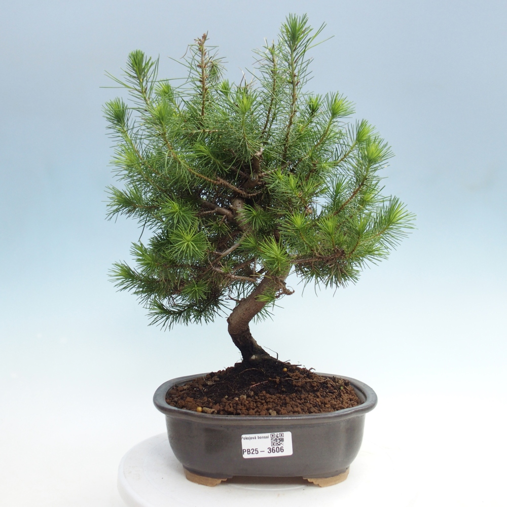Pokój bonsai - Pinus halepensis - Sosna z Aleppo
