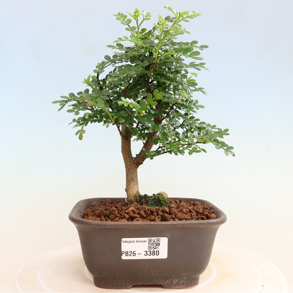Pokój bonsai - Zantoxylum piperitum - drzewo pieprzowe