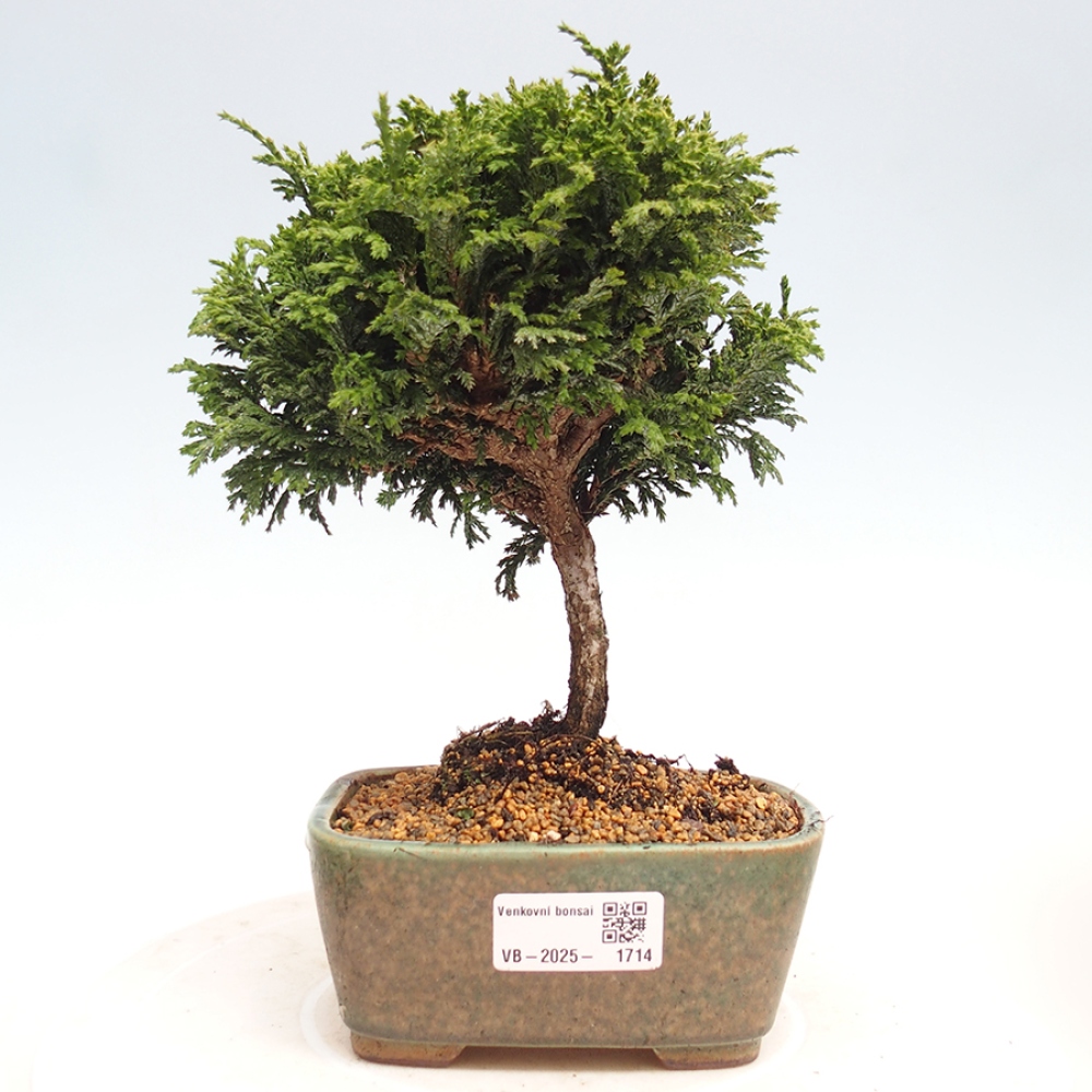 Outdoor bonsai - Cham.pis Parslori - Cyprys