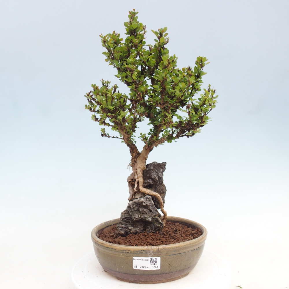 Bonsai zewnętrzne - Berberis coreana
