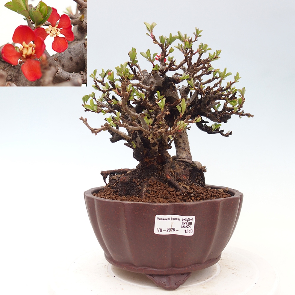 Bonsai zewnętrzne - Chaneomeles speciosa - Pigwa