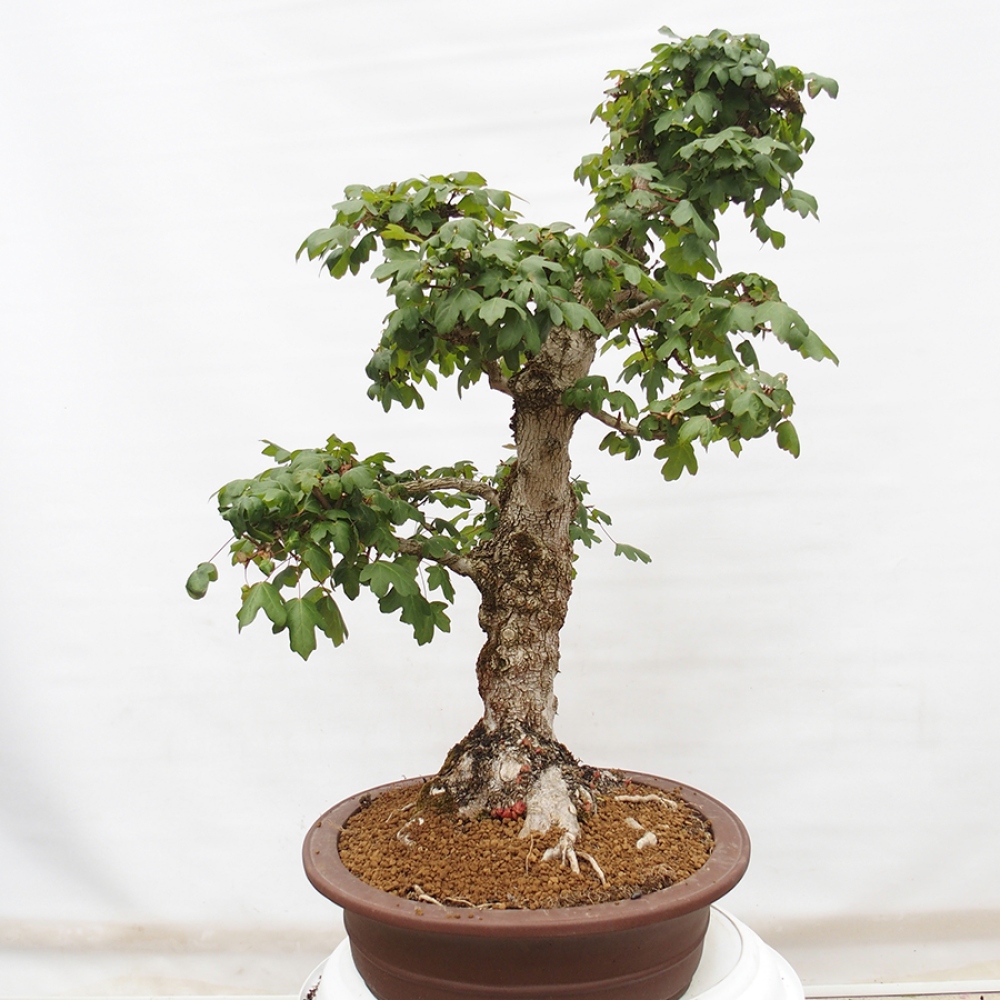 Bonsai zewnętrzne - Klon dziecięcy - Acer campestre