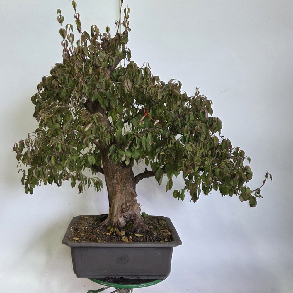 Dereń bonsai na zewnątrz - Cornus Mas