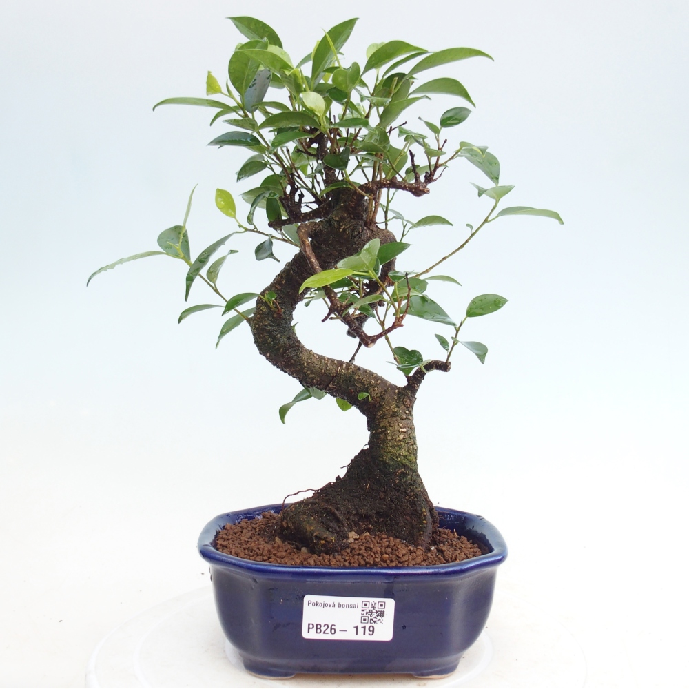 Pokój bonsai - Ficus retusa - figowiec drobnolistny