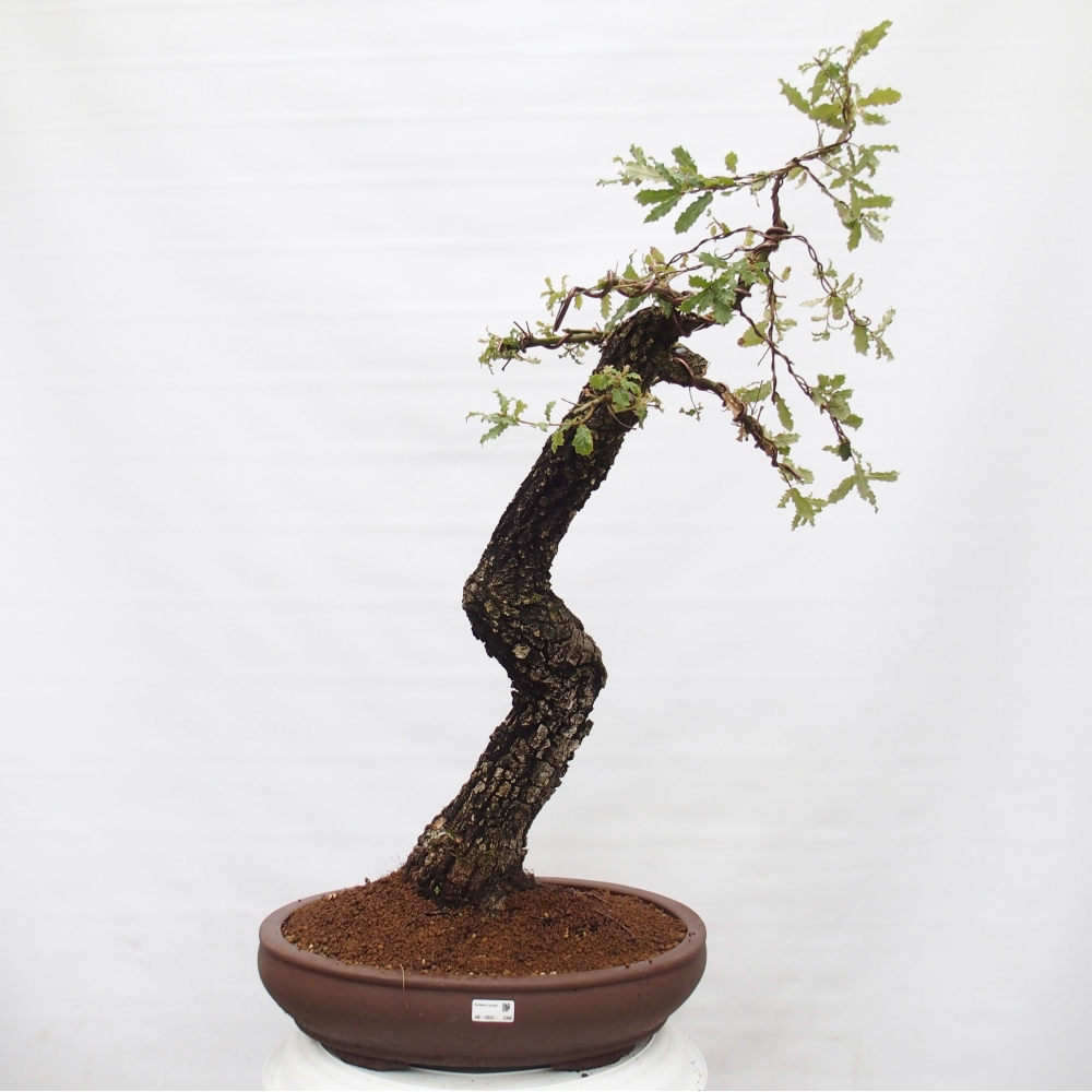Yamadori - Quercus Ilex - Dąb ostrokrzewowy