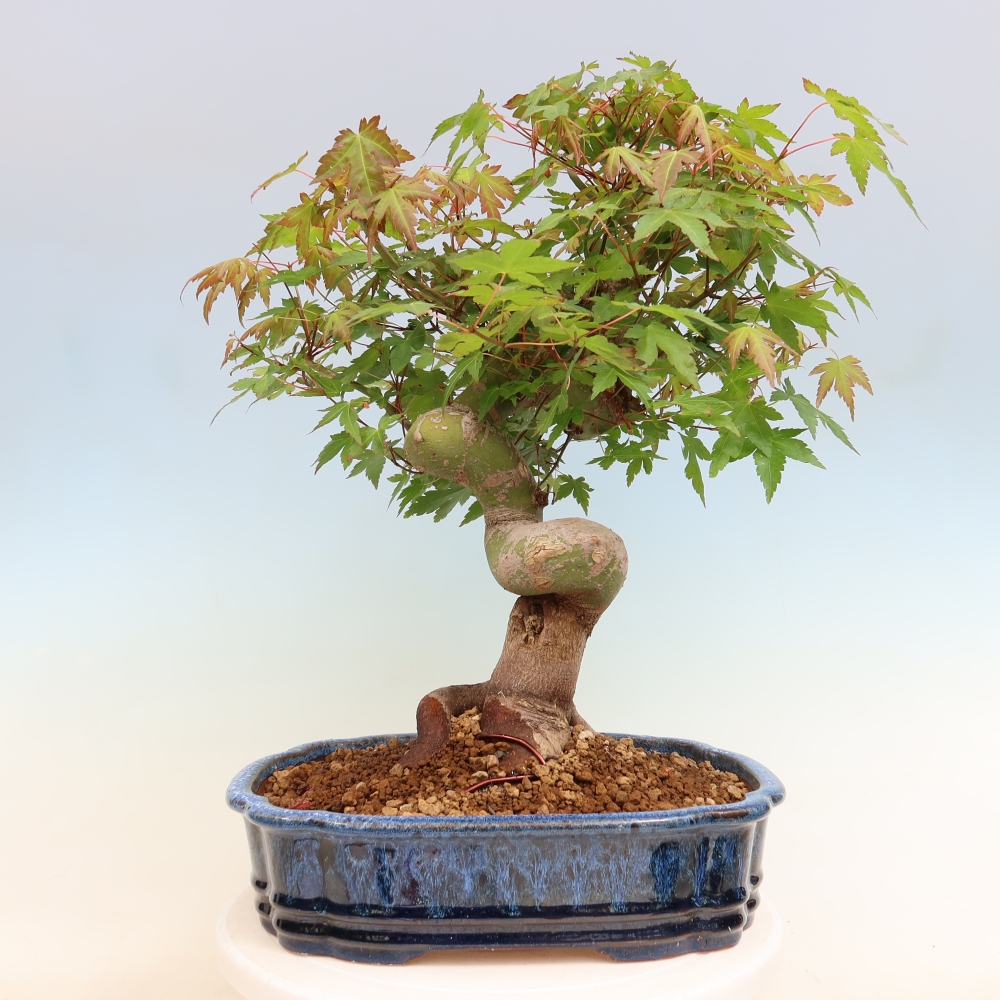 Outdoor bonsai - Klon burgeryjski - Acer burgerianum