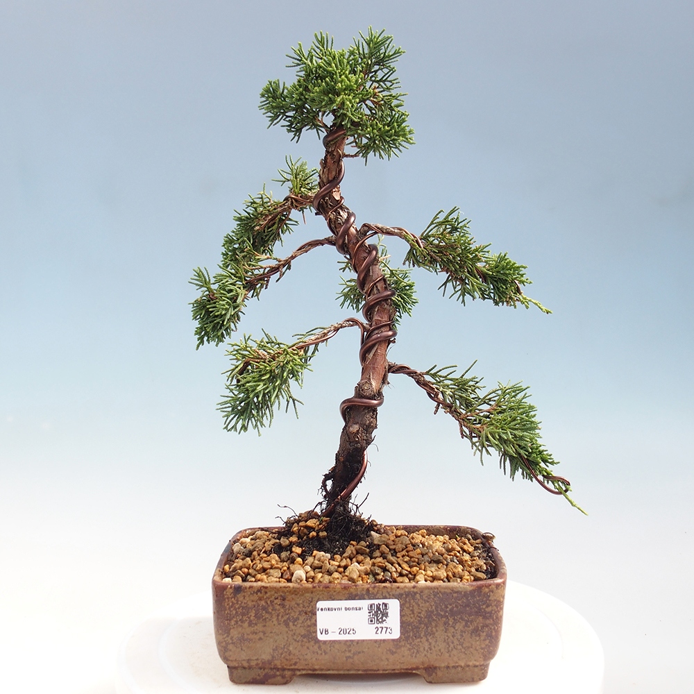 Bonsai zewnętrzne - Juniperus chinensis Kishu - Jałowiec chiński