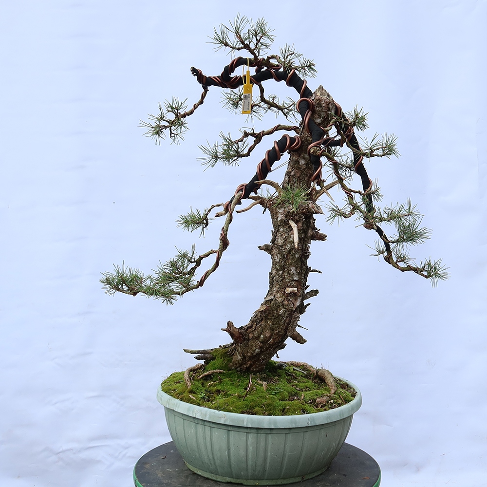 Pinus sylvestris Hiszpania – sosna zwyczajna