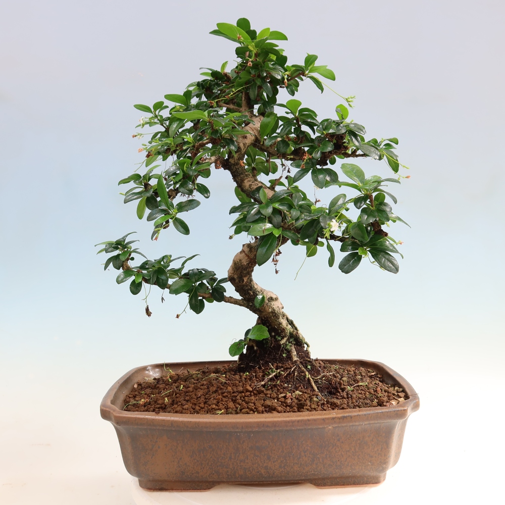 Bonsai pokojowe - Carmona macrophylla - Tea fuki