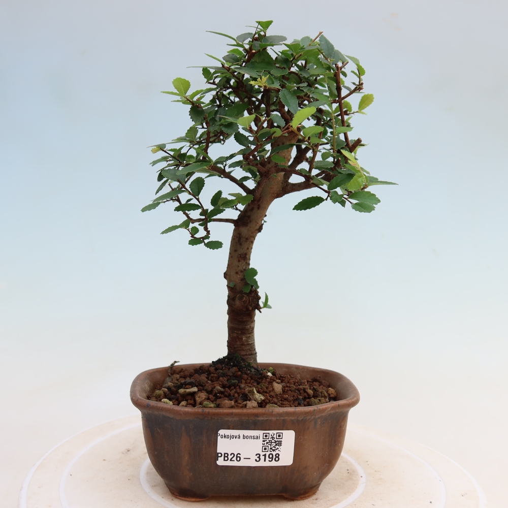Pokój bonsai - Ulmus parvifolia - Wiąz drobnolistny