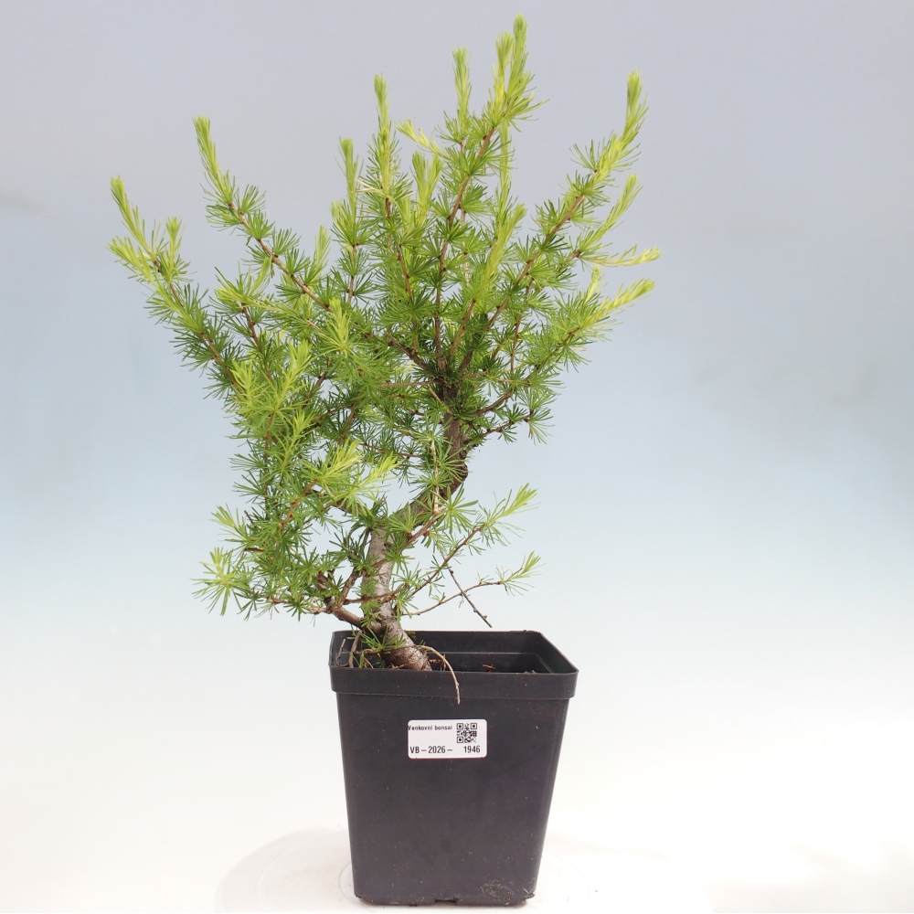 Bonsai zewnętrzne - Larix decidua - Modrzew