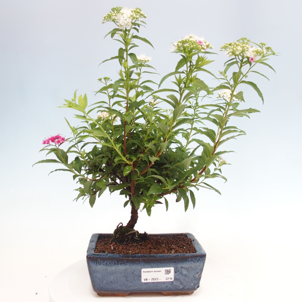 Outdoor bonsai - Spirea japonica GENPSI