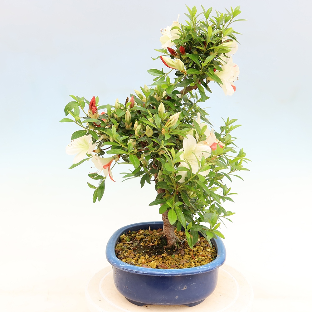 Bonsai zewnętrzne - Azalia japońska - Azalia Asahi-no-izumi