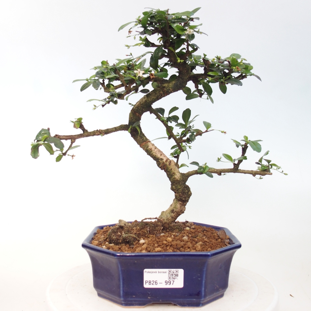 Bonsai pokojowe - Carmona macrophylla - Tea fuki