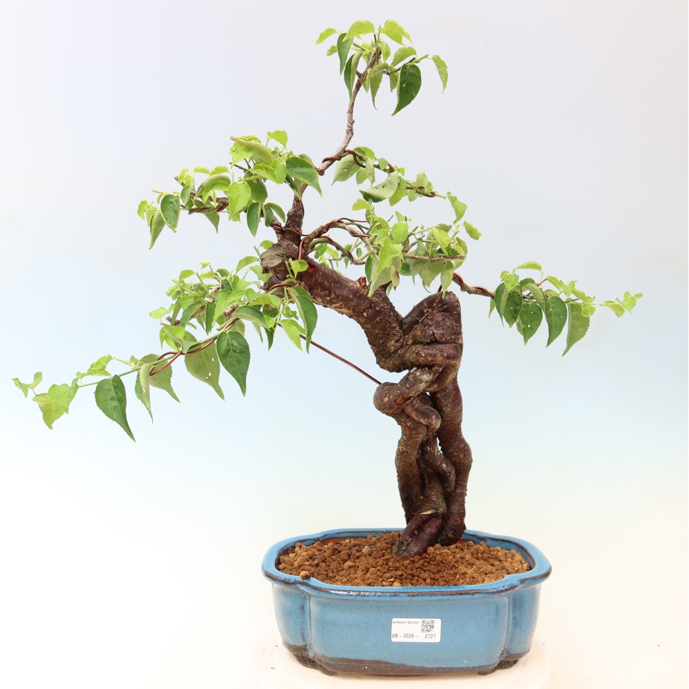 Bonsai ogrodowe – japońska śliwka – Prunus Mume