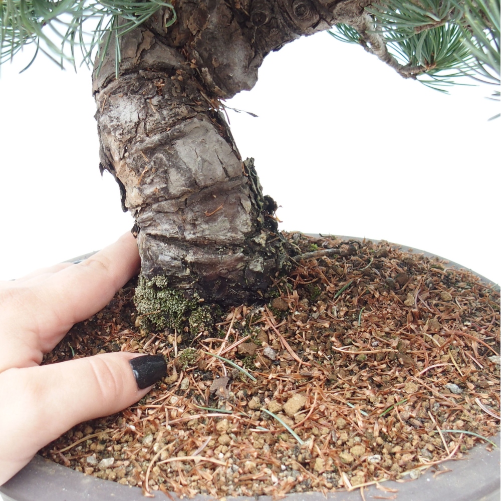 Outdoor bonsai - Pinus parviflora - Mała sosna