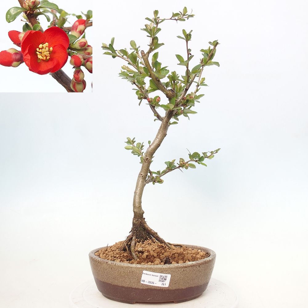 Outdoor bonsai - Chaneomeles sup. Nicoline - Pigwa