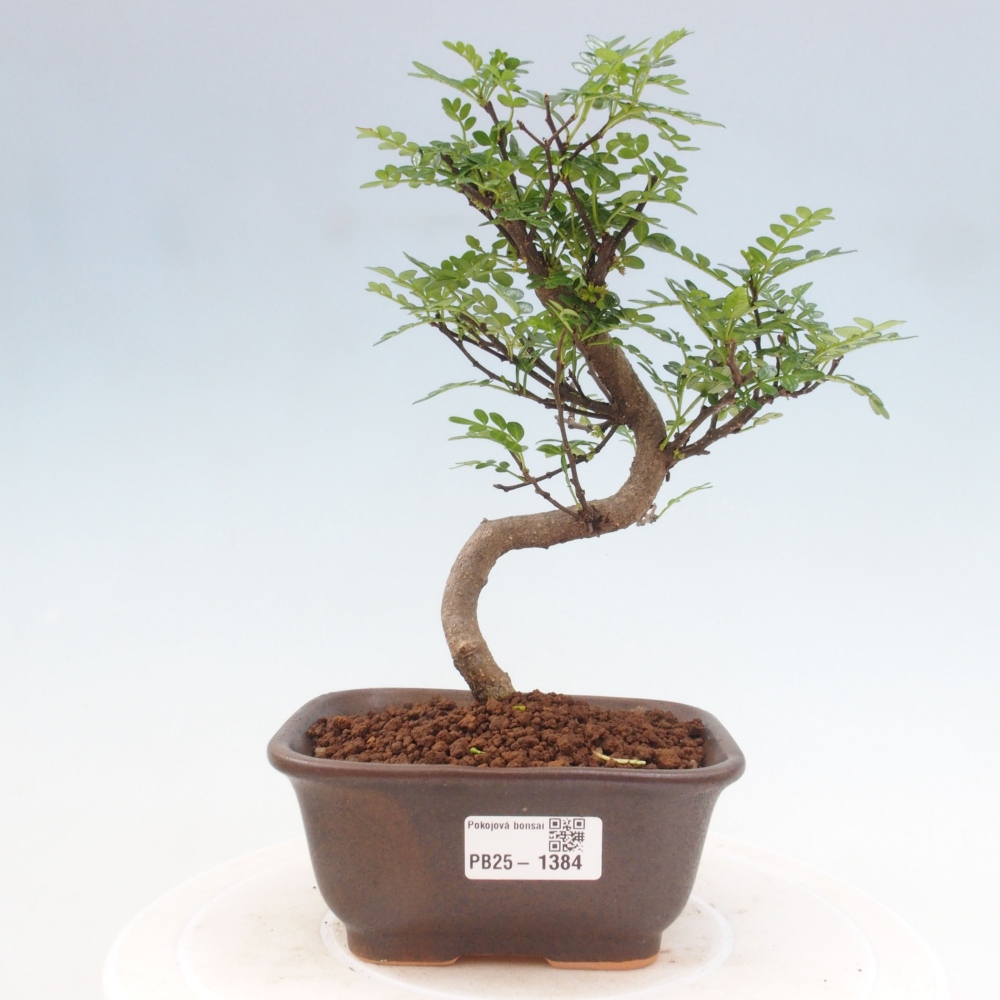 Kryty bonsai - Zantoxylum piperitum - Mięta pieprzowa