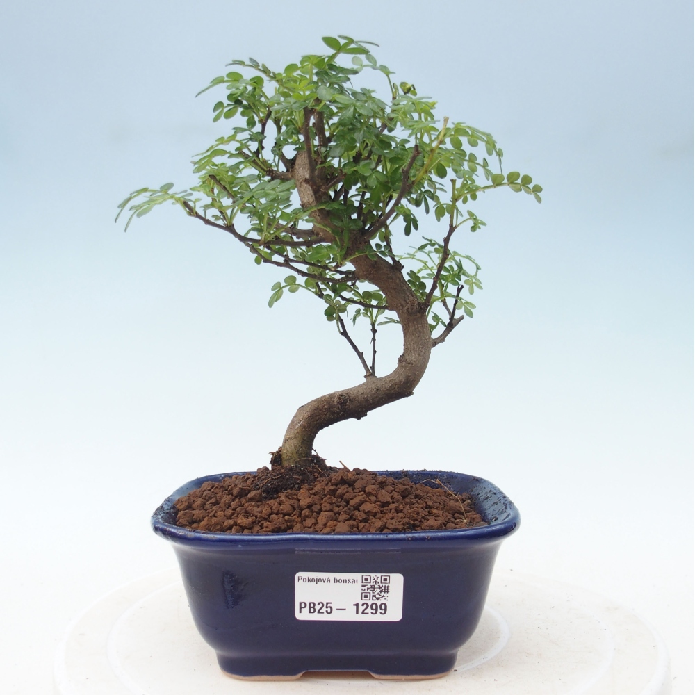 Kryty bonsai - Zantoxylum piperitum - Mięta pieprzowa