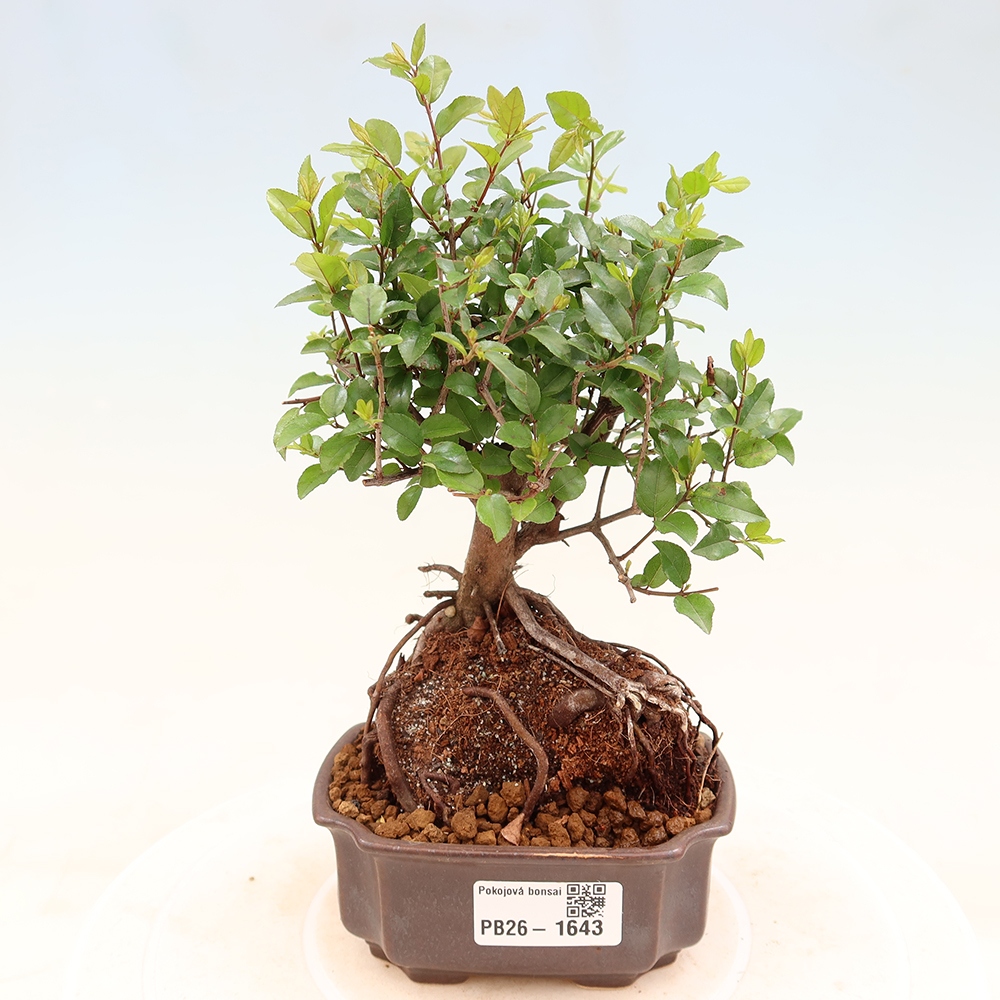 Bonsai pokojowe - Sageretia thea - Sageretia thea