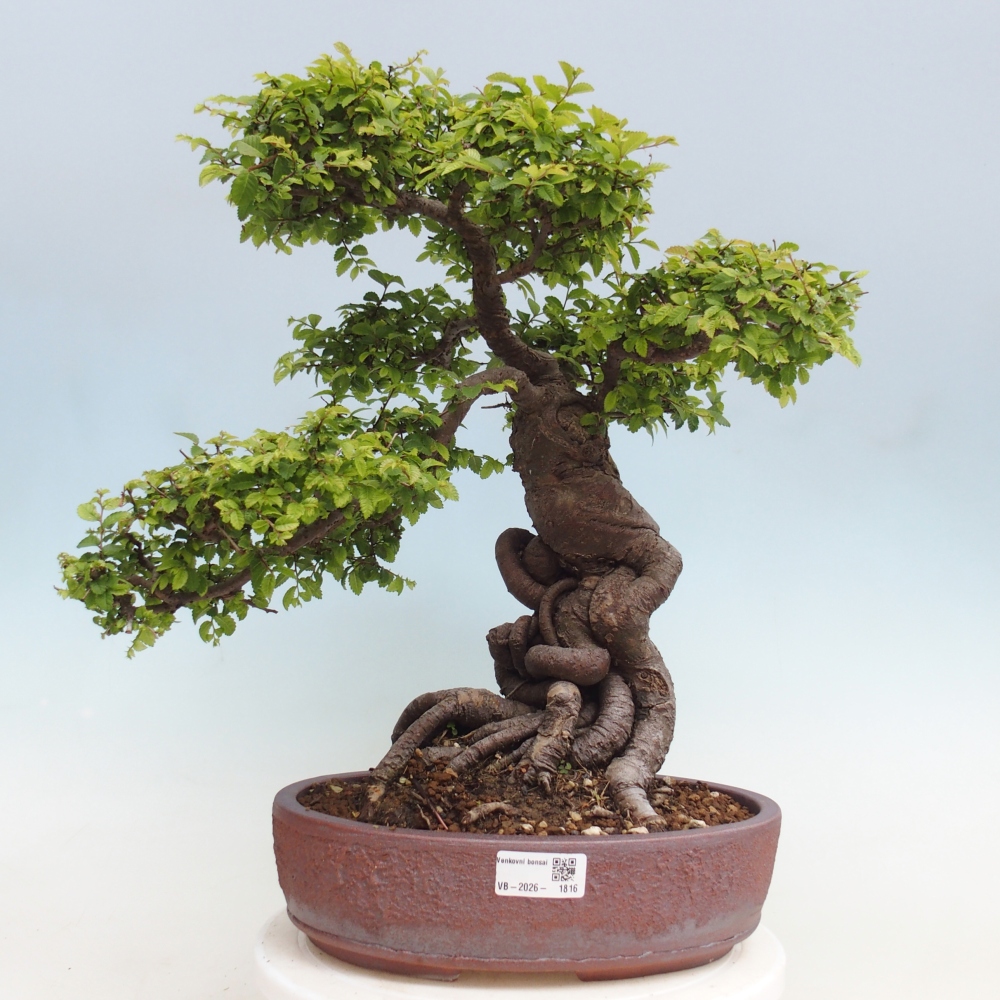 Outdoor bonsai - Ulmus parvifolia Hokkaido - wiąz chiński