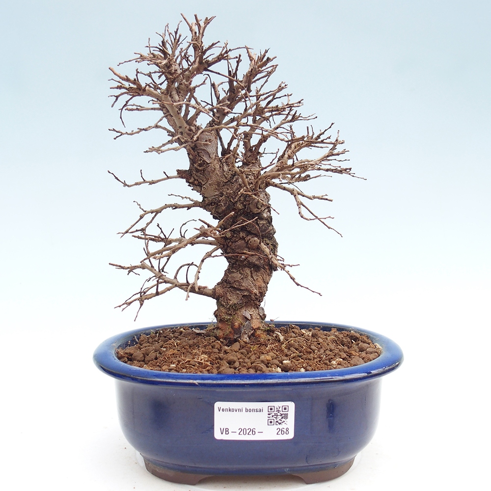 Bonsai zewnętrzne - Zelkova - Zelkova NIRE