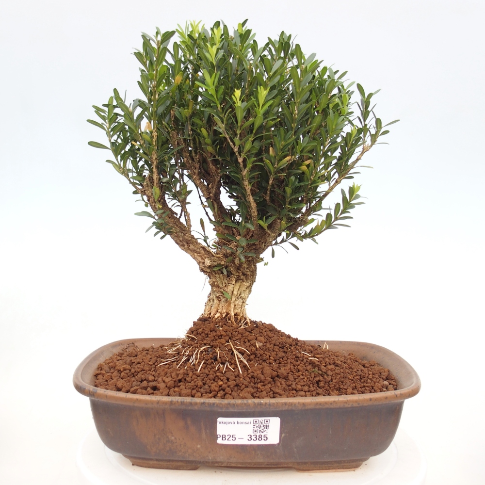 Pokój bonsai - Buxus harlandii - buxus korkowy