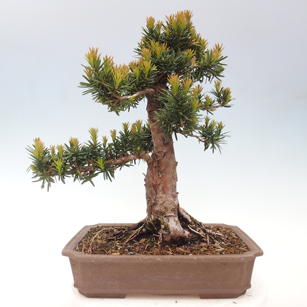Bonsai na zewnątrz - Taxus cuspidata - cis japoński
