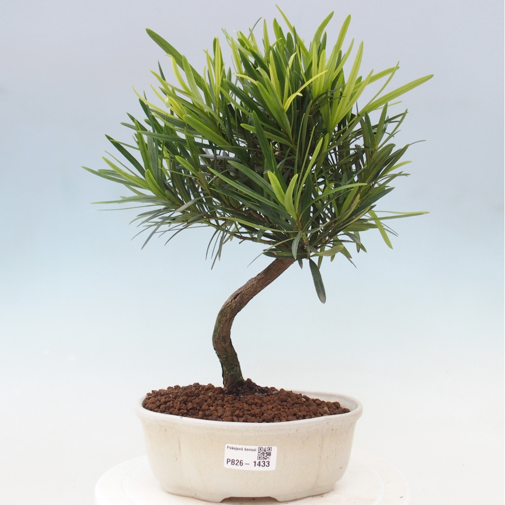 Pokój bonsai - Podocarpus - Kamienny cis