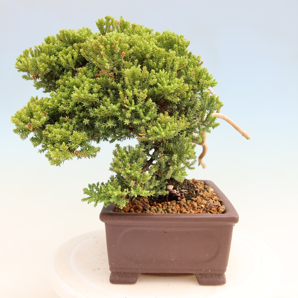Bonsai ogrodowe – Juniperus procumbens – Jałowiec rozłożysty