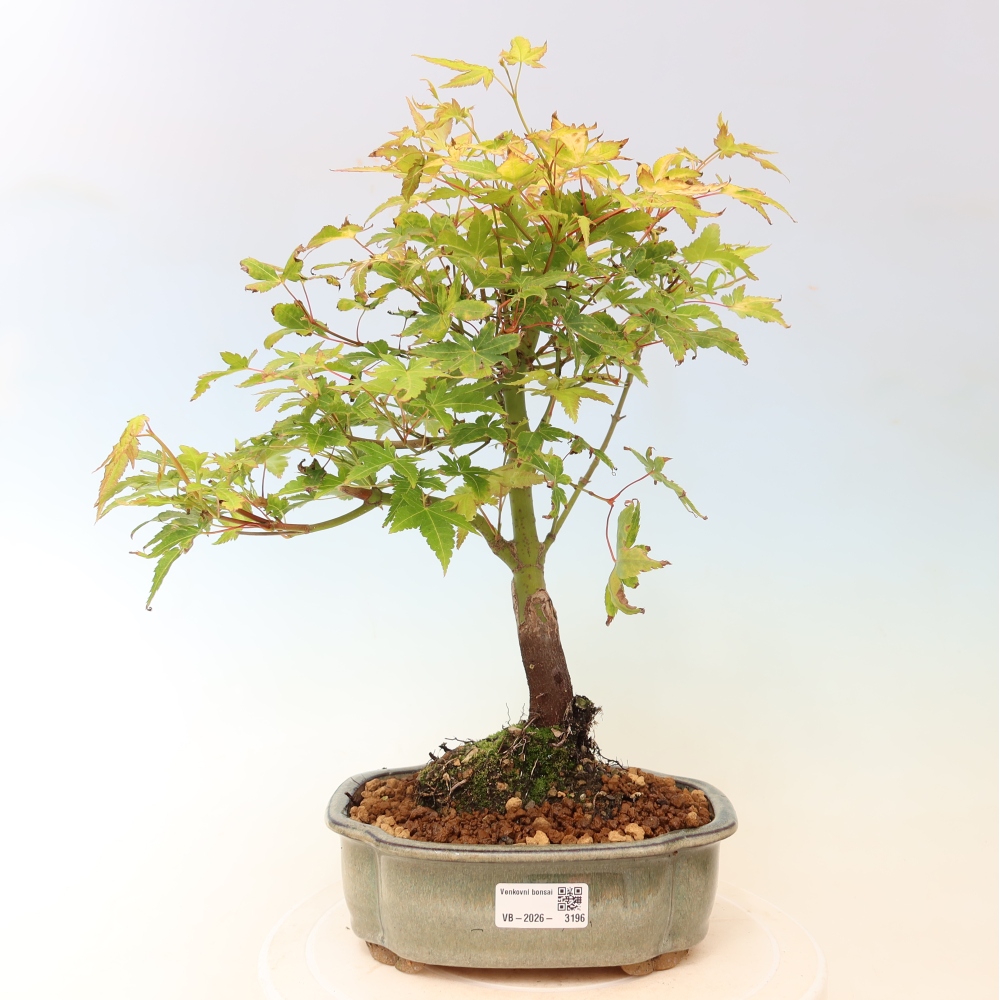 Acer palmatum Aureum - złoty klon