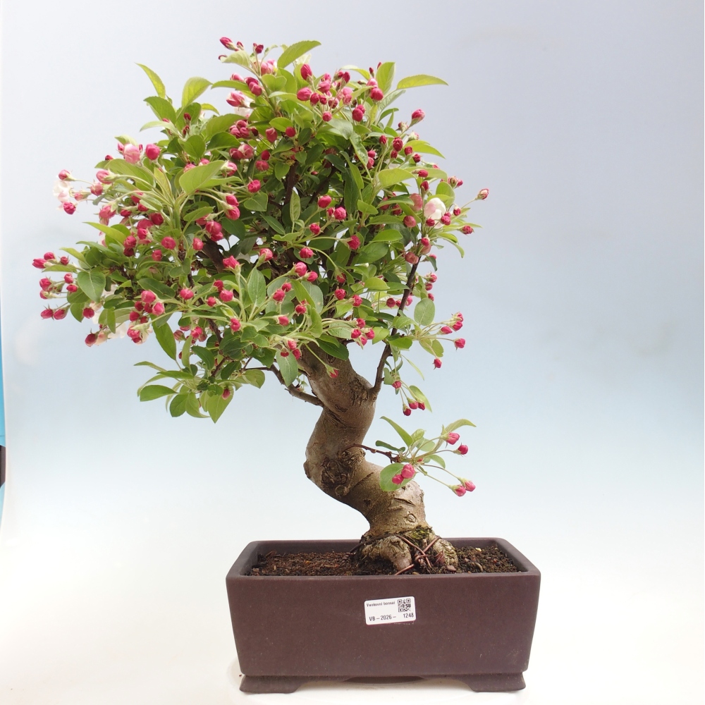 Outdoor bonsai - Malus halliana - Jabłoń drobnoowocowa