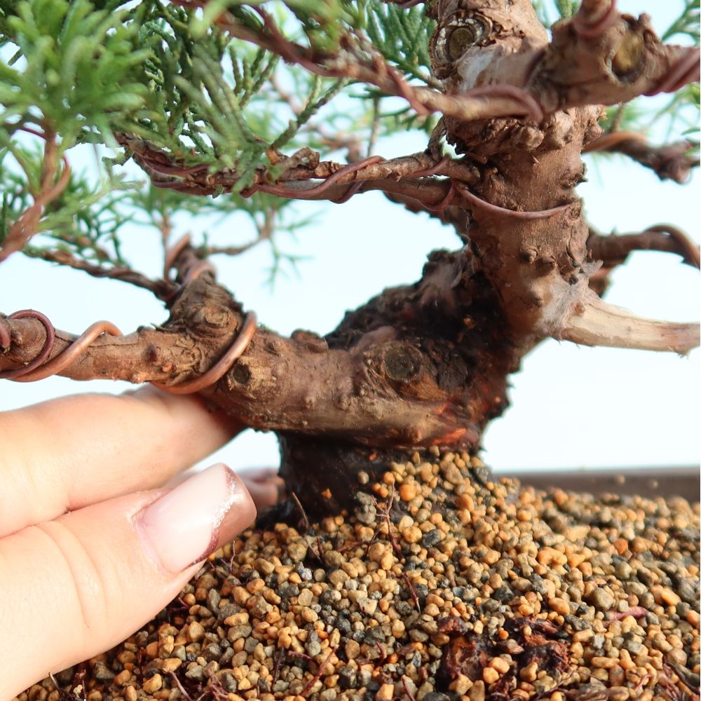 Outdoor bonsai - Juniperus chinensis Itoigawa - Jałowiec chiński
