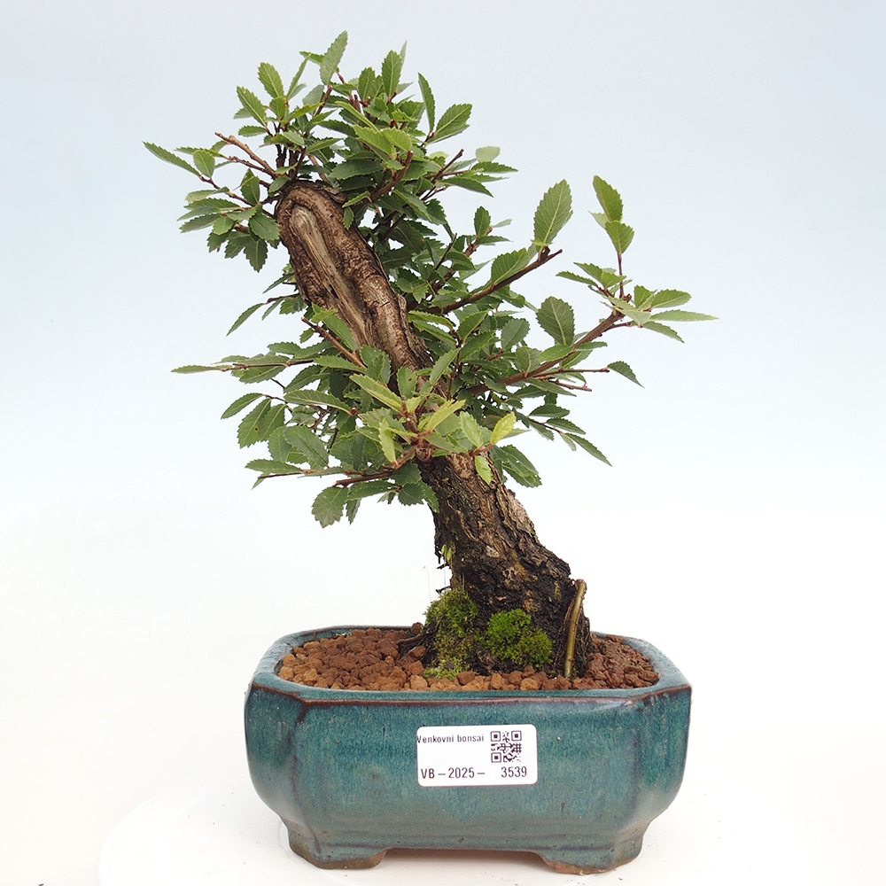Bonsai zewnętrzne - Zelkova - Zelkova NIRE