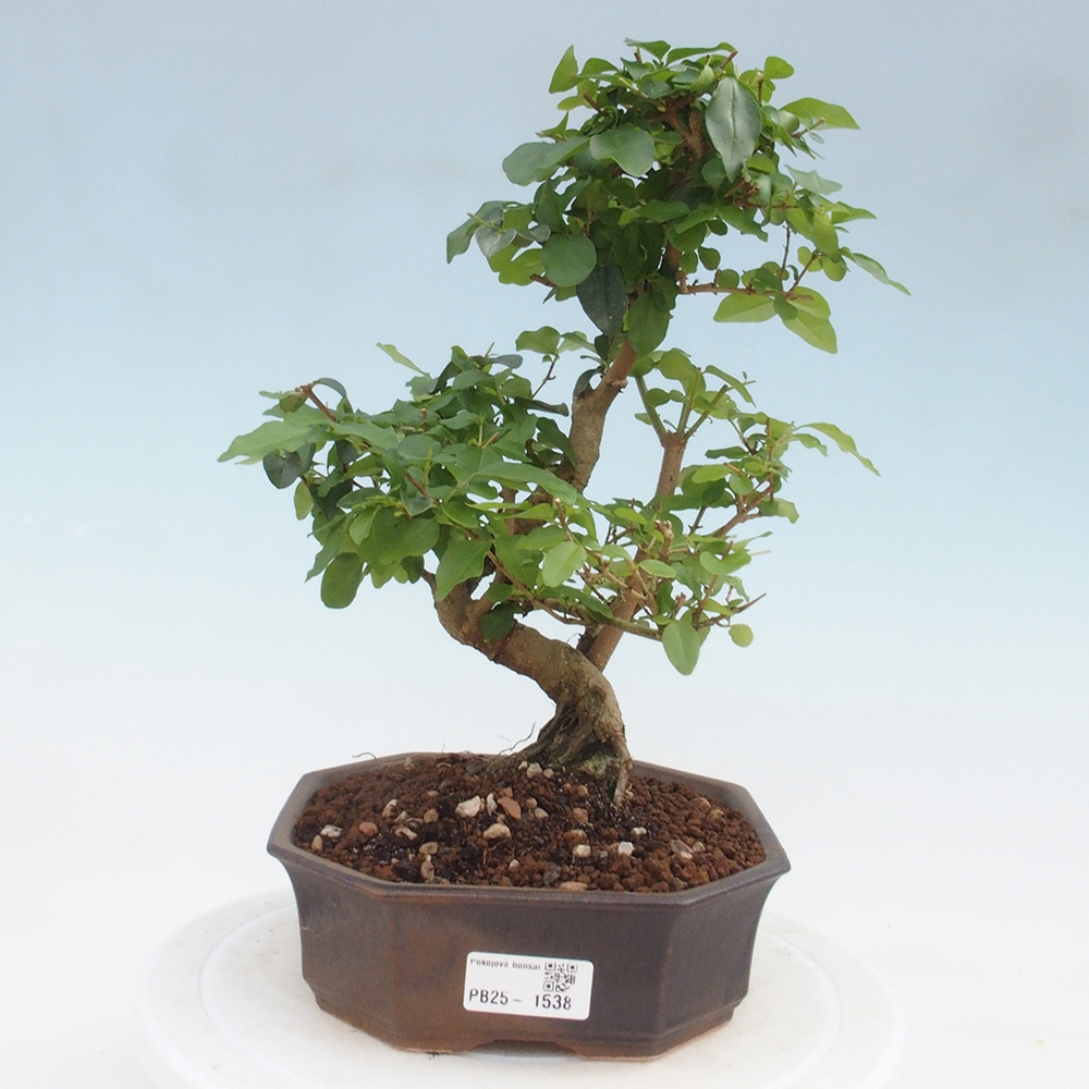 Indoor bonsai -Ligustrum chinensis - dziób ptaka