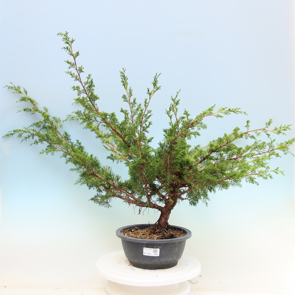 Outdoor bonsai - Juniperus chinensis Itoigawa