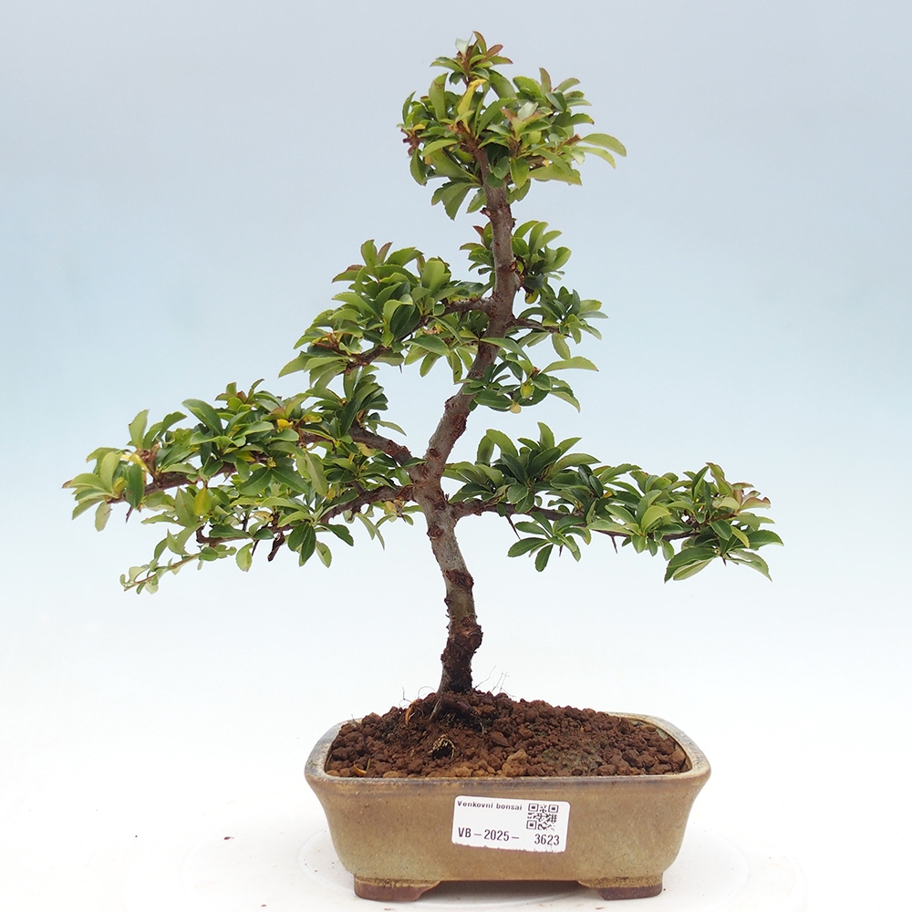 Outdoor bonsai-Pyracantha Teton -Hlox