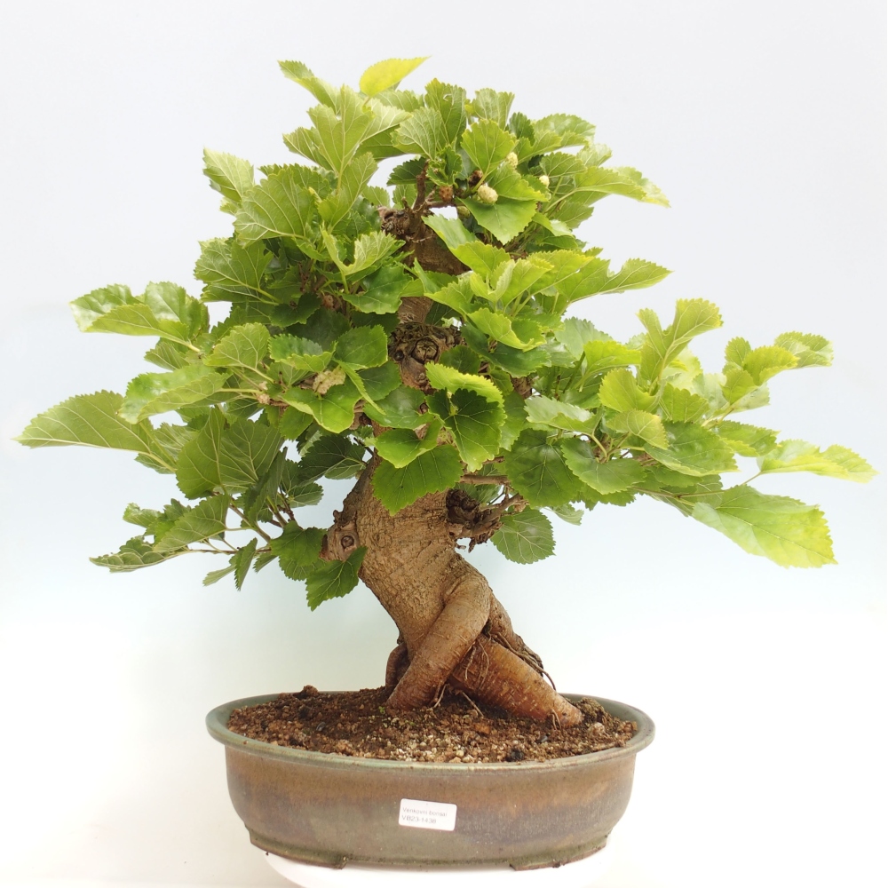 Bonsai outdoor - Morus alba - morwa
