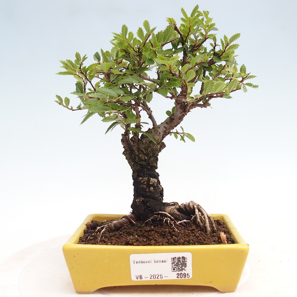Outdoor bonsai - Zelkova - Zelkova NIRE