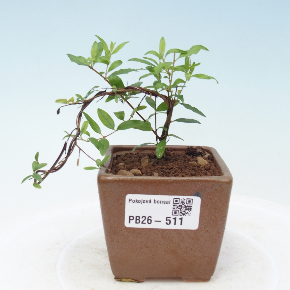 Pokój bonsai - PUNICA granatum nana - jabłko granatu