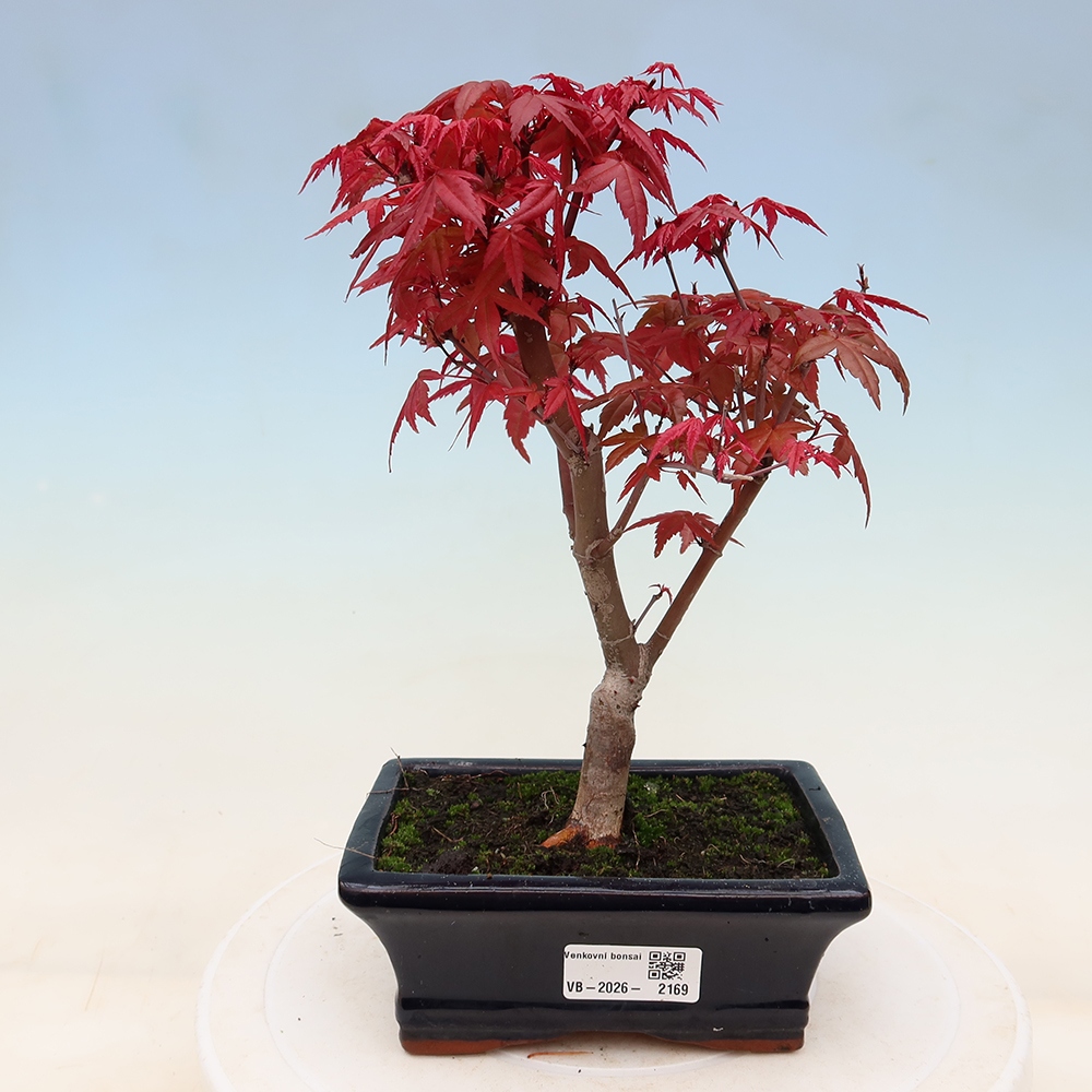 Outdoor bonsai - Acer palmatum DESHOJO
