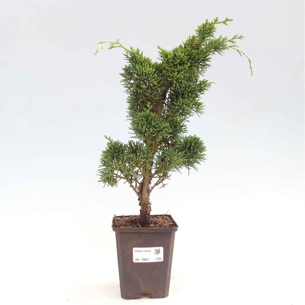 Outdoor bonsai - Juniperus chinensis Kishu - chiński jałowiec