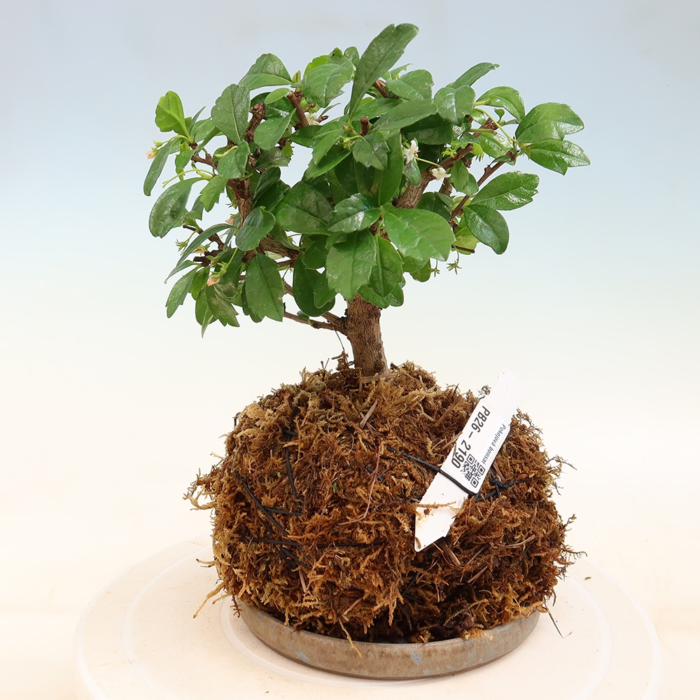 Kokedama z podstawką – Čaj-fuki – Carmona macrophylla