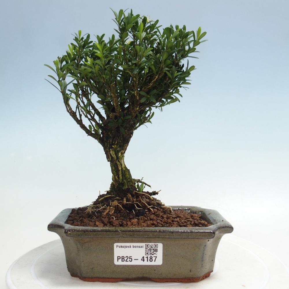 Pokój bonsai - Buxus harlandii - buxus korkowy