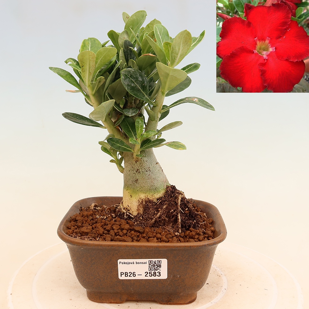 Bonsai pokojowe – Adenium obesum Red Star – Róża pustynna
