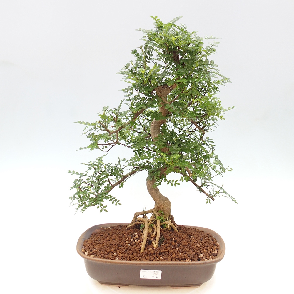Bonsai do wnętrz - Zantoxylum piperitum - Mięta pieprzowa